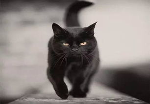 (黑猫奇闻社什么时候上线)黑猫奇闻社为什么总是做不好？黑猫奇闻社到底烂在哪里？