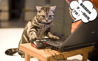 (猫咪天堂游戏家具全收集图鉴)探秘猫咪天堂攻略：如何选择适合宠物的家具？