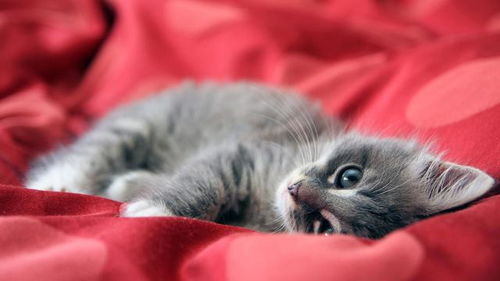 (猫婆婆的食物怎么做)猫婆婆的幸福公寓：享受无广告的宁静生活和美好时光