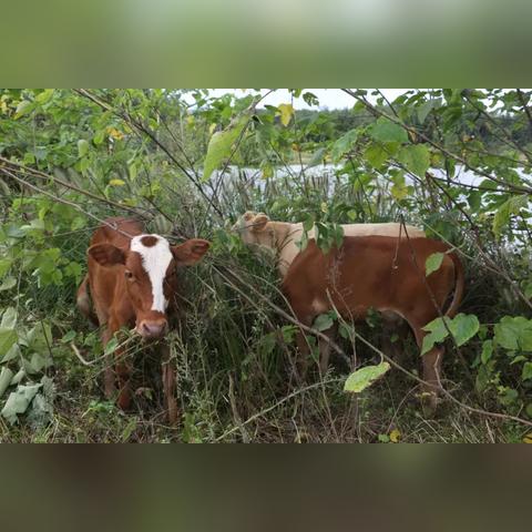 奶牛镇的小时光丢失物品全解：探寻那些不见的珍贵回忆与奇特道具